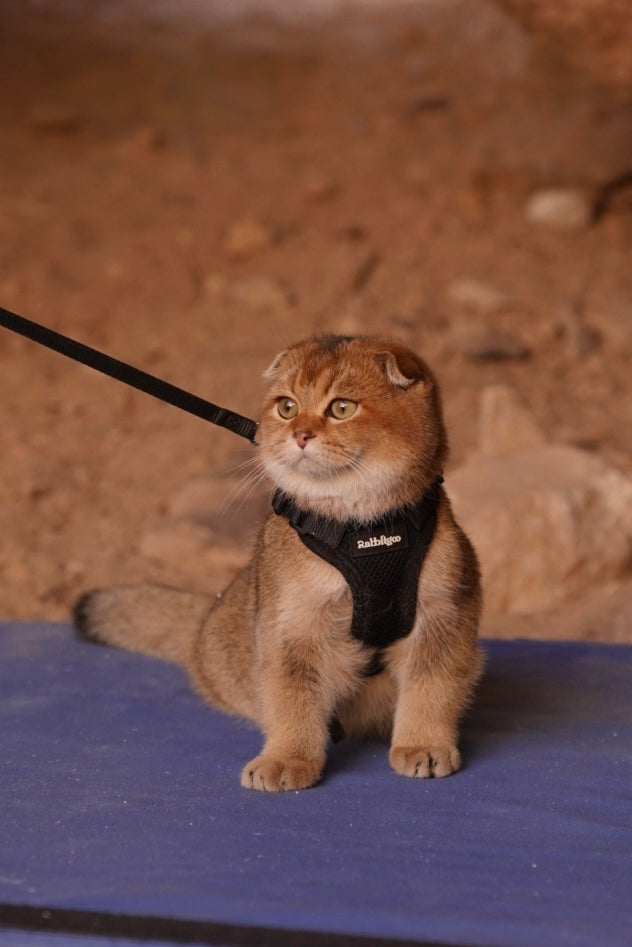 Close-up of Ori (Origami), our shop mascot cat, wearing a climbing harness on a crash pad